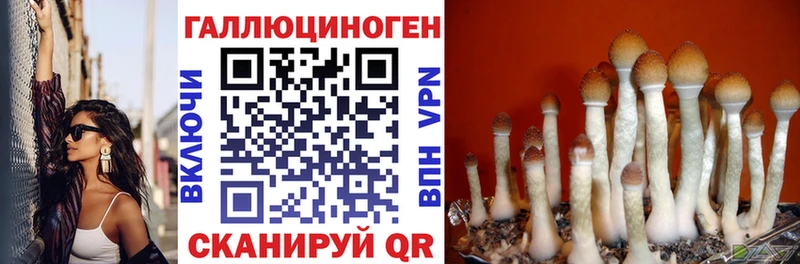 купить наркотик  Кедровый  Псилоцибиновые грибы Psilocybe 